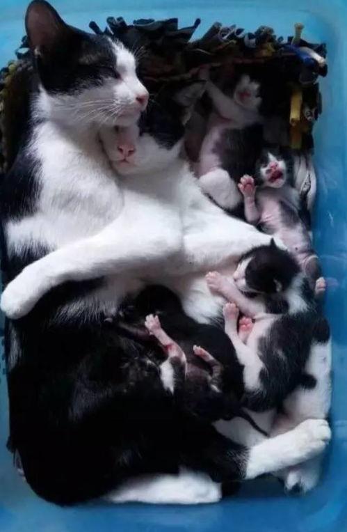 猫老四爆料爸爸视频大全,爸爸视频大全背后的温馨瞬间  第2张