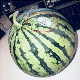 最新百万网红吃瓜,揭秘娱乐圈最新吃瓜盛宴! 第1张 最新百万网红吃瓜,揭秘娱乐圈最新吃瓜盛宴! 第1张