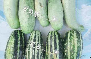 网红最火吃瓜是谁啊,揭秘最火吃瓜事件背后的真相 第3张 网红最火吃瓜是谁啊,揭秘最火吃瓜事件背后的真相 第3张