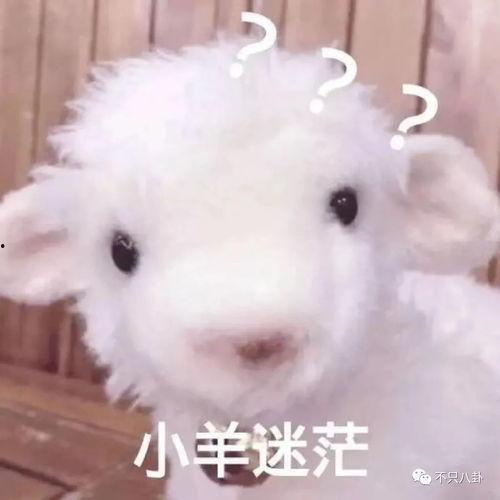 小羊没烦恼爆料视频,揭秘视频背后的故事  第3张