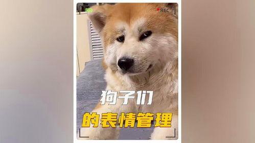 娱乐吃瓜酱救狗还是救人,救狗还是救人的道德抉择 第2张 娱乐吃瓜酱救狗还是救人,救狗还是救人的道德抉择 第2张
