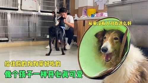 娱乐吃瓜酱救狗还是救人,救狗还是救人的道德抉择 第3张 娱乐吃瓜酱救狗还是救人,救狗还是救人的道德抉择 第3张