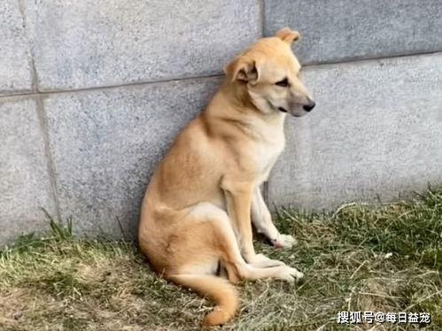 娱乐吃瓜酱流浪狗,流浪狗的温情故事 第2张 娱乐吃瓜酱流浪狗,流浪狗的温情故事 第2张
