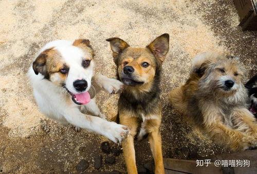 娱乐吃瓜酱流浪狗,流浪狗的温情故事 第3张 娱乐吃瓜酱流浪狗,流浪狗的温情故事 第3张