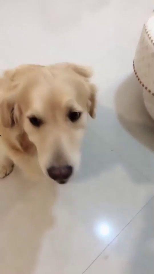 狗狗最新爆料视频,揭秘宠物界的秘密生活  第2张