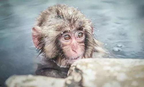 奥克兰小猴子爆料新闻,揭秘娱乐圈最新动态！  第3张