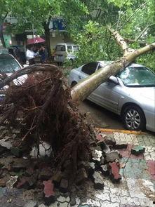 大树爆料视频完整版下载