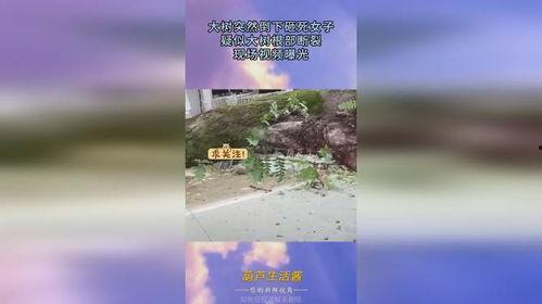 大树爆料视频完整版下载  第2张