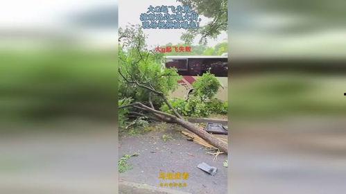 大树爆料视频完整版下载  第3张