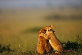 小狮子最新爆料,揭秘娱乐圈最新动态 第3张 小狮子最新爆料,揭秘娱乐圈最新动态 第3张