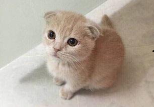 折耳猫娱乐吃瓜,揭秘娱乐圈吃瓜背后的真相与趣味  第2张