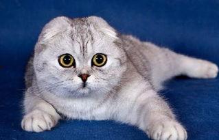 折耳猫娱乐吃瓜,揭秘娱乐圈吃瓜背后的真相与趣味  第3张