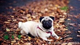 巴哥最新爆料微博号,揭秘娱乐圈最新动态！”  第2张