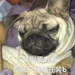 巴哥最新爆料微博号,揭秘娱乐圈最新动态！”  第3张