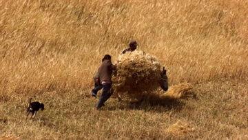 麦子的视频爆料是真的吗,麦子视频爆料真实性揭秘  第2张