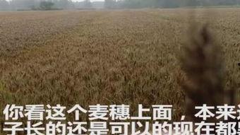 麦子的视频爆料是真的吗,麦子视频爆料真实性揭秘  第3张