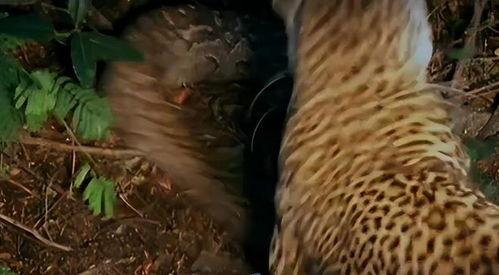 花儿与蛇3在线观看,生死较量,爱恨交织的复仇之旅 第3张 花儿与蛇3在线观看,生死较量,爱恨交织的复仇之旅 第3张