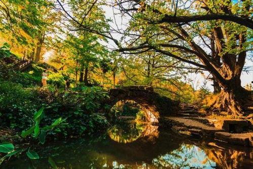 国际服新植物爆料最新,国际服神秘植物阵容大揭秘！  第3张