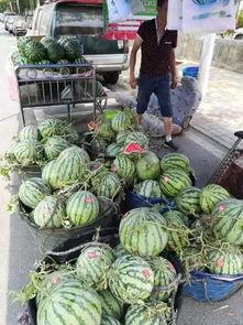 郯城网红吃瓜事件,揭秘网络舆论背后的真相与争议