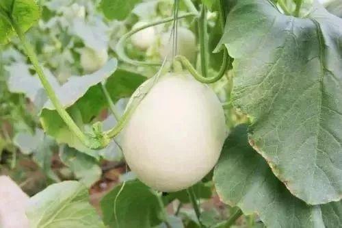 郯城网红吃瓜事件,揭秘网络舆论背后的真相与争议  第2张